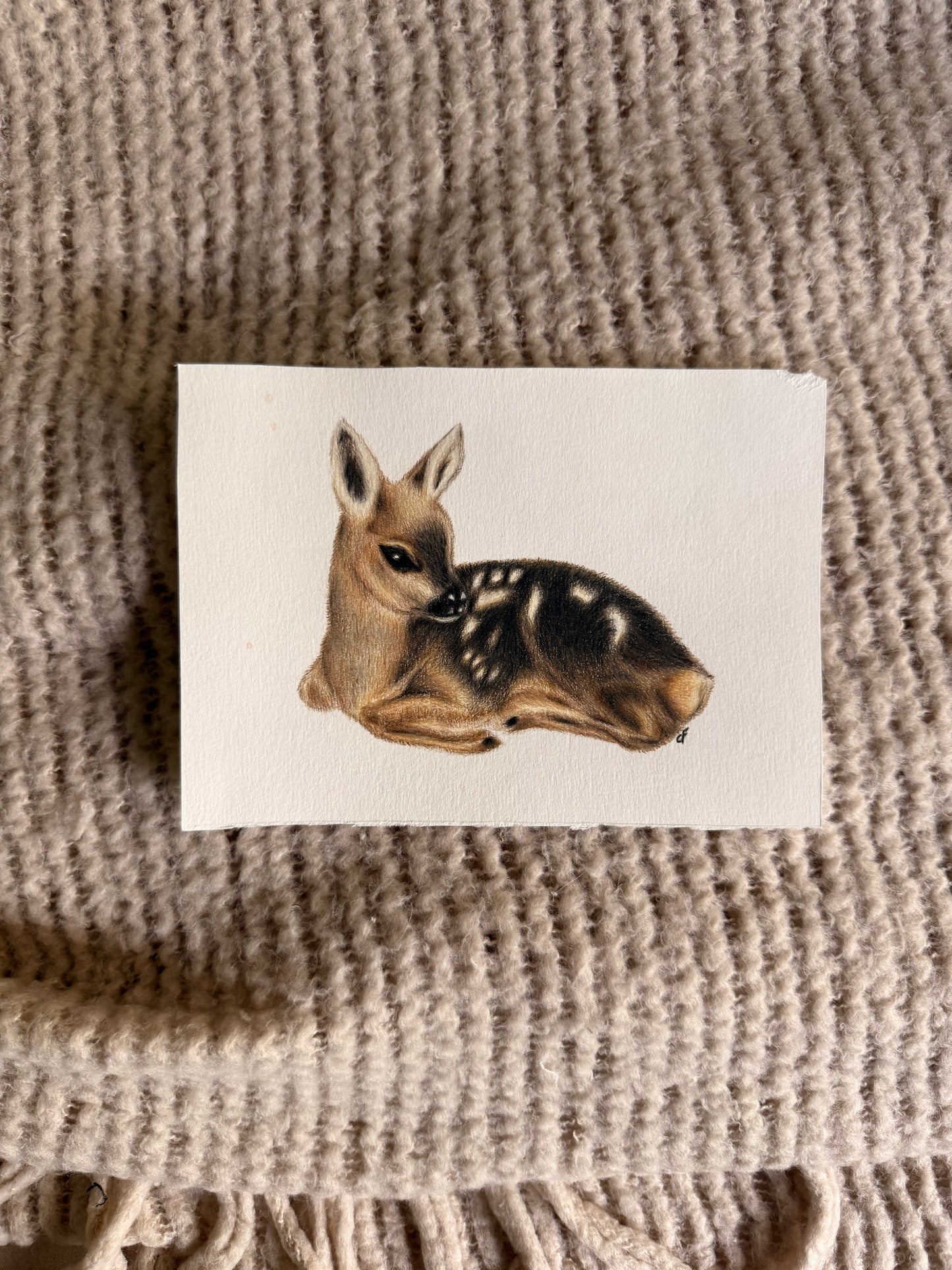 Innocent Fawn - 5x7"